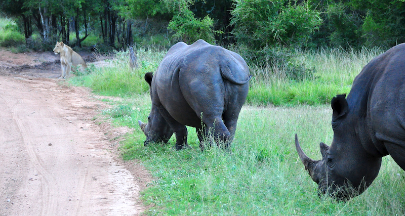 Melanie Heinrich - travel images - Lion Sands Private game reserver Hazyview